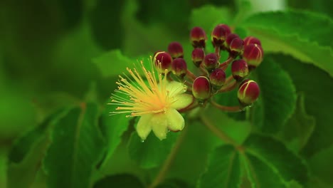 Among-a-cluster-of-flower-buds,-one-blossoms-in-bright-yellow-brilliance-in-the-Brazilian-Savanna