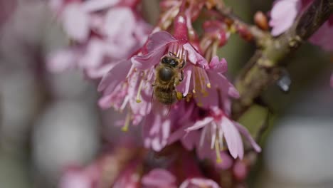 Majestätische-Nahaufnahme-Einer-Wildbiene,-Die-An-Einem-Sonnigen-Frühlingstag-Pollen-Einer-Rosafarbenen-Blume-Saugt