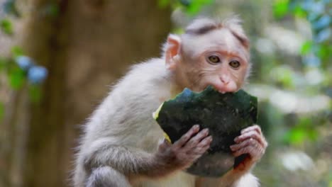 Close-up-gimbal-shot-of-monkey-eating-watermelon-in-zoo