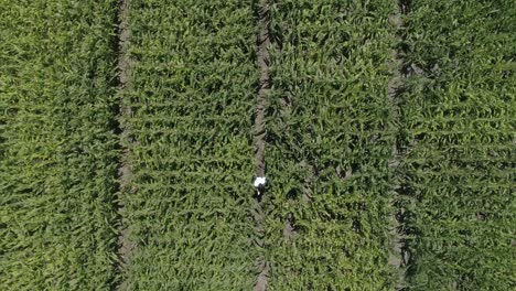 Flight-over-green-agricultural-corn-field