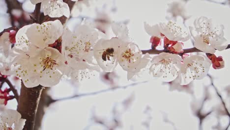 Close-up-of-a-bee-collecting-pollen-from-a-blossoming-apricot-branch,-slow-motion