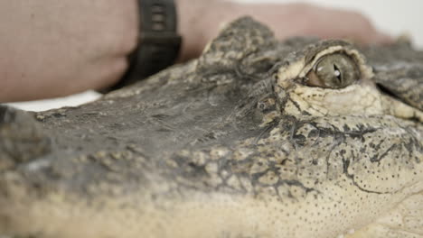 Zookeeper-caring-for-alligator-close-up