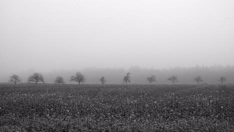 A-car-drives-along-a-backgrounded-avenue-with-a-field-on-a-foggy-morning-in-the-foreground,-established-landscape-shot-in-4K-and-black-and-white