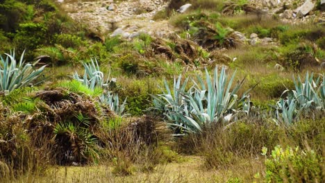 Grandes-Plantas-De-Agave-Azul-Verde-En-Matorrales-De-Vietnam,-Paisaje-Salvaje