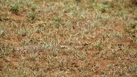 Junge-Pythonschlange-Gleitet-In-Afrikanischer-Hitze-Durch-Schlammiges,-Kurzes-Gras