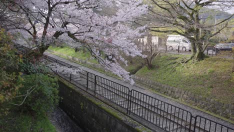 Sakura-tree-over-Keage-Incline-Railroad,-Early-Spring-In-Kyoto-Japan