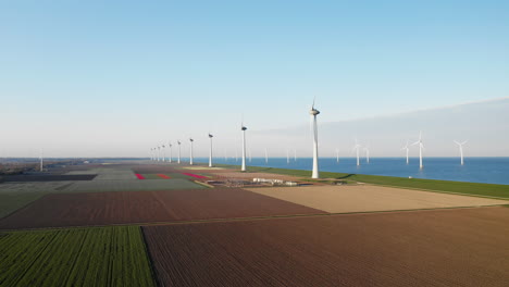 Onshore-And-Offshore-Wind-Turbines-At-Wind-Farm-With-Fields-Of-Dutch-Tulips-In-Flevoland,-North-Holland,-Netherlands---aerial
