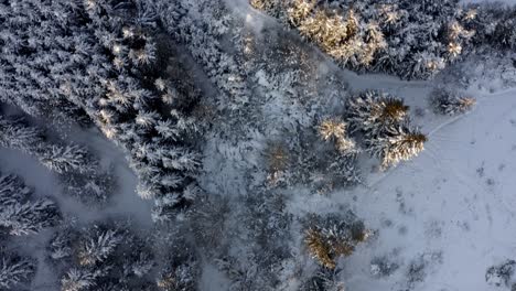 Snowy-Forest-In-The-Mountain-Near-Bialka-Tatrzanska-At-Winter-In-Tatra-County,-Poland
