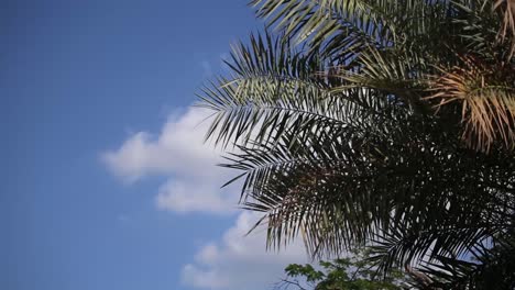 Ein-Entspannender-Blick-Auf-Eine-Kokospalme-Mit-Wolken-Im-Hintergrund
