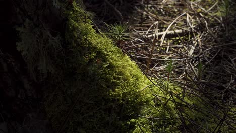 4K-close-up-on-three-baby-pine-tree-growing-up-in-the-middle-of-the-moss-and-pine-needles-in-a-pine-tree-forest