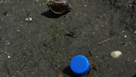 Hermit-crab-living-on-a-plastic-bottle-lead-finds-a-new-shell-and-moves-it,-human-waste-as-habitat
