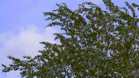 Mittlere-Ansicht-Von-Silberpappelblättern,-Die-Von-Starkem-Wind-Vor-Einem-Wolkigen-Blauen-Himmel-Bewegt-Werden
