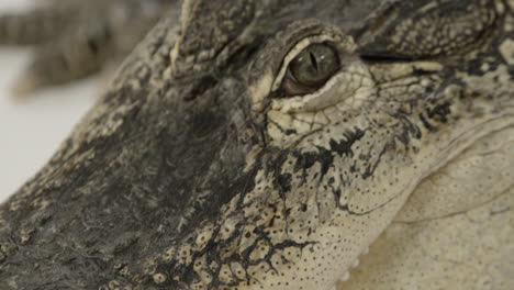 Close-up-macro-alligator-predator