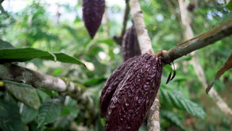 Ripe-cacao-fruits-hanging-on-cacao-plant-in-amazon-rainforest-of-Ecuador---Macro-view
