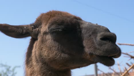 Macro-shot-showing-head-of-Llama-relaxing-outdoors-during-sunny-day-and-blue-sky-in-backdrop
