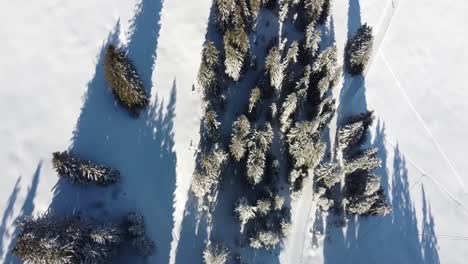 fir-forest-from-above-in-deep-snow,-filmed-with-a-drone-in-switzerland,-sunny