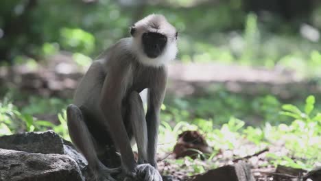 Affe-Sitzt-Allein-Auf-Einem-Dschungelboden