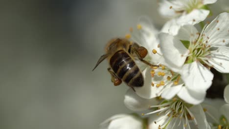 Queen-bee-sitting-on-white-blooming-flower-and-gathering-fresh-nectar-during-spring-season