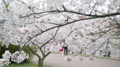 Blühende-Blütenblätter-Der-Weißen-Japanischen-Kirsche-Sakura-Auf-Einem-Ast-Mit-Menschen,-Die-Im-Hintergrund-Laufen