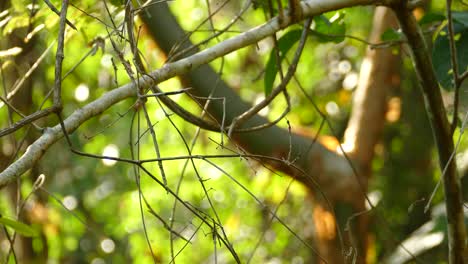 Ein-Kolibri,-Der-In-Einem-Baum-Sitzt-Und-Wegfliegt,-Trochilidae