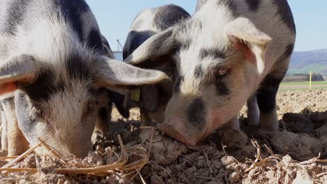 Group-of-sweet-pigs-with-black-dots-eating-hay-in-soil-during-sunny-day-on-agricultural-farm