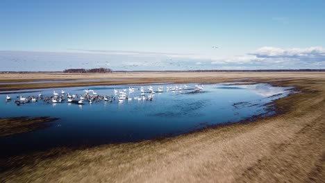 Aerial-view-of-large-flock-of-bean-goose-resting,-flooded-agricultural-field,-sunny-spring-day,-wide-angle-drone-shot-moving-forward-low