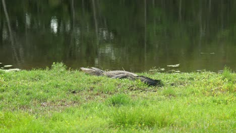 Großer-Alligator-In-Der-Nähe-Eines-öffentlichen-Teichs-In-Florida,-4k