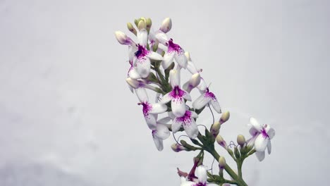 Hermosa-Flor-De-Jazmín-Japonés-Contra-La-Pared-Blanca
