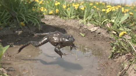 Bullfrog-jumping-in-extreme-slow-motion