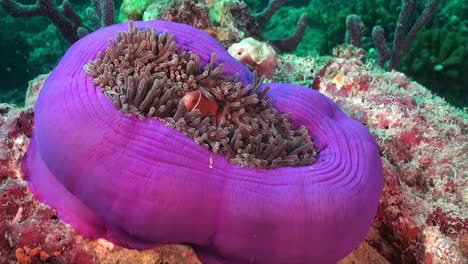 Pink-skunk-anemone-fish-in-big-closed-purple-sea-anemone