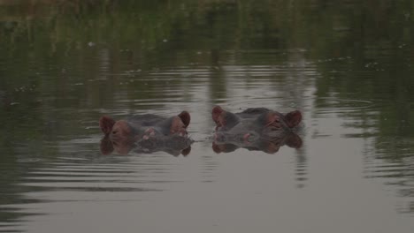 Dos-Cabezas-De-Hipopótamo-Africano-Descansando-En-El-Agua