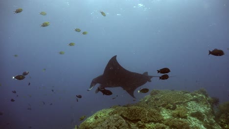 Mantarraya-Negra-Girando-Sobre-Arrecifes-De-Coral-Tropicales