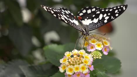 Makro:-Schwarz-weißer-Schmetterling,-Der-Auf-Der-Blüte-Einer-Blume-Im-Garten-Sitzt-–-Wunderschöner-Bestäuber-In-Der-Natur-–-4K-Nahaufnahme