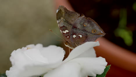 Brauner-Schmetterling-Sammelt-Nektar-Weißer-Blume-Mit-Beinen-Im-Garten,-Makroansicht