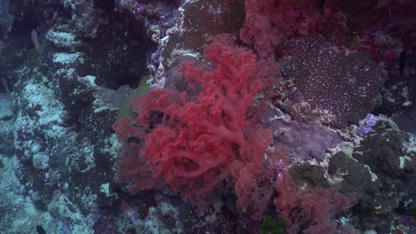 Drifting-over-tropical-coral-reef-with-pink-soft-corals-and-reef-fishes