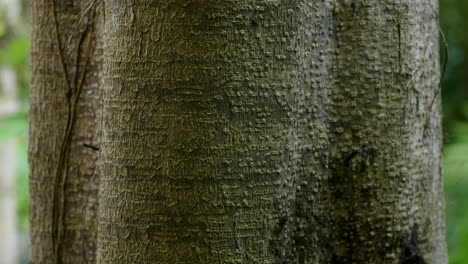 Textura-De-Corteza-De-árbol-Abultada-Con-Lado-Claro-Y-Oscuro