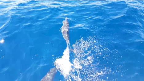 A-pod-of-playful-dolphins-swimming,-jumping-and-diving-just-feet-away-in-magical-close-encounter