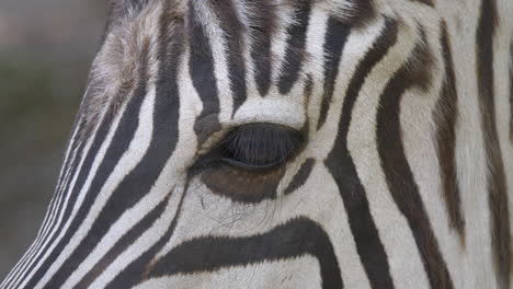 Macro-detail-shot-showing-eye-of-wild-zebra-in-nature,prores-high-quality-footage-of-animals