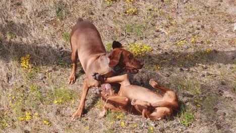 Junge-Ungarische-Vizsla-Hunde-Spielen-In-Der-Natur