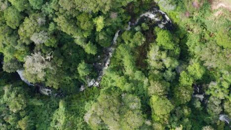 Luftaufnahme-über-Valdivianischem-Gemäßigtem-Wald-Mit-Gewundenem-Fluss