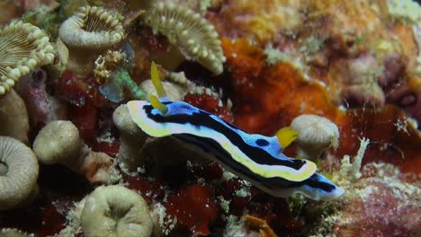 Chromodirs-nudibraanch--crawling-over-corals-on-tropical-reef