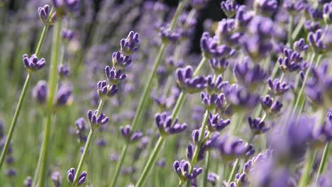 Makroaufnahme-Einer-Lavendelpflanze,-Die-Sich-Leicht-Im-Wind-Bewegt
