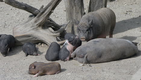 Close-up-of-cute-Black-Pig-Family-resting-with-adult-and-piglets-outdoors-in-sunlight---Sweet-Newborn-Pigs-having-fun-on-sandy-ground-in-wilderness---prores-footage