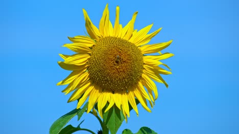Biene-Auf-Einer-Sonnenblume-Vom-Scharfen-Fokus-Bis-Zur-Verschwommenen-Und-Unscharfen-Mischung