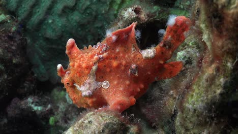 Orangefarbener-Warzen-Anglerfisch,-Ganzkörperansicht-Des-Korallenriffs