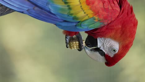 Portrait-orientation-shot-of-scarlet-macaw,-ara-macao-with-striking-plumage-appearance,-grabbing-a-corn-with-its-claw-and-eating-with-its-beak