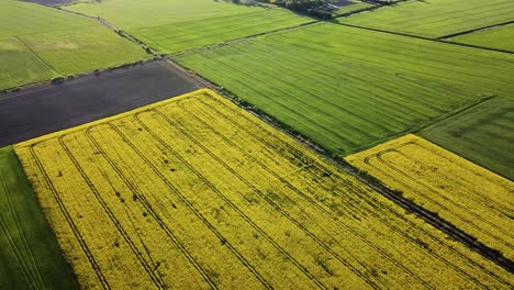 Aerial-flight-over-blooming-rapeseed-field,-flying-over-yellow-canola-flowers,-idyllic-farmer-landscape,-beautiful-nature-background,-birdseye-drone-shot-moving-backwards