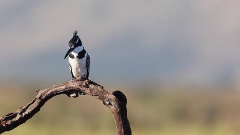 Black-and-white-Pied-Kingfisher-perches-on-branch-overlooking-pond