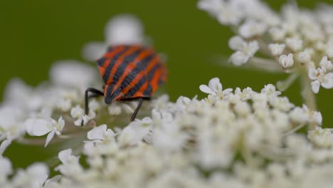 Macro-shot-of-wild-fire-bug-with-orange-and-black-stripes-resting-on-white-blossom-of-flower-in-nature
