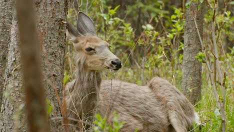 Deer-regurgitating-while-relaxing-in-the-forest